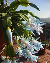 Blue Schlumbergera Flower Seeds for Planting Seasonal Bloomer Heirloom & GMO Free Seeds for Home Garden
 
 Sale