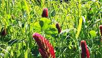 Manure Flower seeds for Planting - Perfect for Borders, Heirloom & GMO Free Seeds for Home Garden