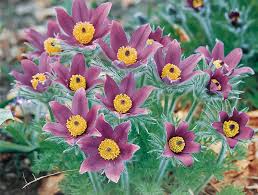 Pulsatilla Flower seeds for Planting - Hardy Variety, Heirloom & GMO Free Seeds for Home Garden