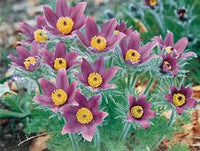 Pulsatilla Flower seeds for Planting - Hardy Variety, Heirloom & GMO Free Seeds for Home Garden