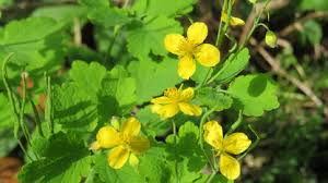 Chelidonium Celandine Flower seeds for Planting - Pollinator Friendly, Heirloom & GMO Free Seeds for Home Garden