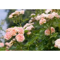Rose Pink Climbing Perennial Rose Seeds for Planting Vibrant Colors Heirloom & GMO Free Seeds for Home Garden
 
 Sale