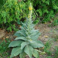 Green Verbascum Thapsus Flower seeds for Planting - Low Maintenance, Heirloom & GMO Free Seeds for Home Garden