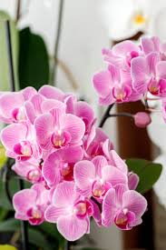 Monkey Face Light Pink Orchids Flower seeds for Planting - Hardy Variety, Heirloom & GMO Free Seeds for Home Garden