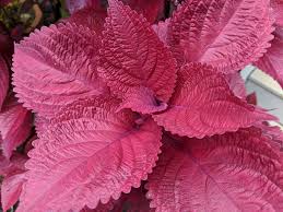 Red Coleus Flower seeds for Planting - Sun Loving, Heirloom & GMO Free Seeds for Home Garden
