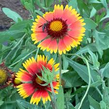 Yellow Red Aristata Flower seeds for Planting - Perfect for Borders, Heirloom & GMO Free Seeds for Home Garden