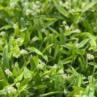 Beijing Plant Seeds: Essential Planting Supplies