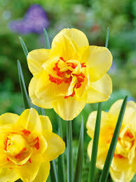 Yellow Red Double Petals Narcissus Daffodil Flower Seeds for Planting Shade Tolerant Heirloom & GMO Free Seeds for Home Garden
 
 Sale