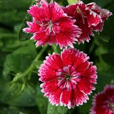 Mixed Dianthus Telstar Flower seeds for Planting - Colorful Display, Heirloom & GMO Free Seeds for Home Garden
