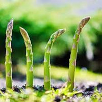 Green Asparagus Vegetable Seeds for Home Planting