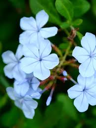 Plumbago Flower seeds for Planting - Cut Flower Favorite, Heirloom & GMO Free Seeds for Home Garden