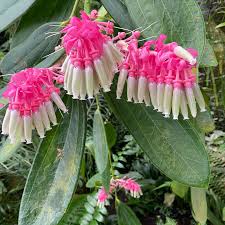 Cavendishia Grandifolia Flower seeds for Planting Bright Blooms Heirloom & GMO Free Seeds for Home Garden