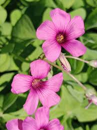 Oxalis Articulata Flower seeds for Planting - Perfect for Borders, Heirloom & GMO Free Seeds for Home Garden