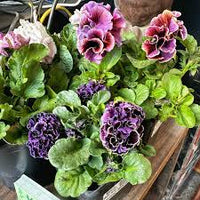MultiColor Saintpaulia Flower Seeds for Planting Vibrant Colors Heirloom & GMO Free Seeds for Home Garden
 
 Sale