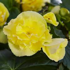 Plant Light Yellow Begonia Flower Seeds  Perfect for Your Garden