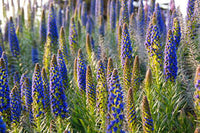 Madeira Flower seeds for Planting - Seasonal Bloomer, Heirloom & GMO Free Seeds for Home Garden
