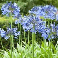 Blue Agapanthus Flower seeds for Planting - Easy to Grow, Heirloom & GMO Free Seeds for Home Garden