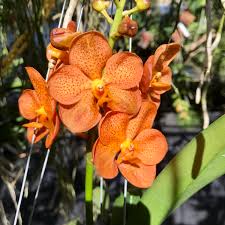 Orange Paphiopedilum Flower seeds for Planting - Low Maintenance, Heirloom & GMO Free Seeds for Home Garden