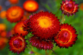 Helichrysum Red Bracteatum Flower Seeds for Planting  Vibrant Annuals