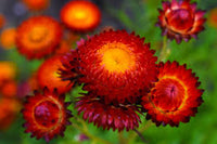 Helichrysum Red Bracteatum Flower Seeds for Planting  Vibrant Annuals