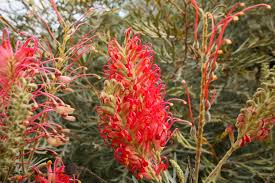 Thick Pink Grevillea Robusta Seeds Flower seeds for Planting Compact Growth Heirloom & GMO Free Seeds for Home Garden