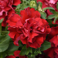 Burgundy Petunia Double Madness Flower seeds for Planting - Premium Quality, Heirloom & GMO Free Seeds for Home Garden