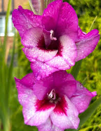 Red Purple Gladiolus Flower Seeds for Planting Drought Tolerant Heirloom & GMO Free Seeds for Home Garden
 
 Sale