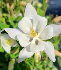 White Columbine Flower Seeds for Planting Wildflower Mix Heirloom & GMO Free Seeds for Home Garden  Sale