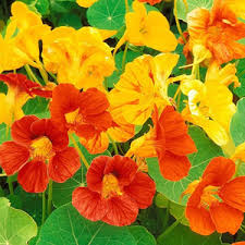 Yellow Red Nasturtium Flower seeds for Planting - Fragrant Blossoms, Heirloom & GMO Free Seeds for Home Garden
