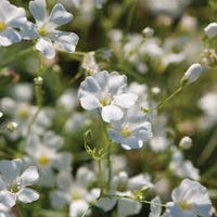 Gypsophila Flores Flower seeds for Planting - Long Bloom Season, Heirloom & GMO Free Seeds for Home Garden