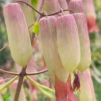 Bryophyllum Pinnatum Flower seeds for Planting - Garden Favorite, Heirloom & GMO Free Seeds for Home Garden
