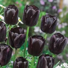Black Tulip Flower seeds for Planting Premium Quality Heirloom & GMO Free Seeds for Home Garden