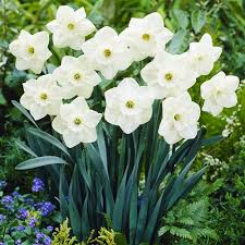 White Narcissus Flower Seeds - Grow Elegant Pure White Blooms for a Fresh Garden Addition