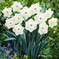 White Narcissus Flower Seeds - Grow Elegant Pure White Blooms for a Fresh Garden Addition