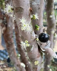 Plinia Flower seeds for Planting - Hardy Variety, Heirloom & GMO Free Seeds for Home Garden