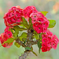 Deep Red Euphorbia Milii Flower seeds for Planting - Pollinator Friendly, Heirloom & GMO Free Seeds for Home Garden