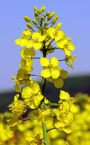 Light Yellow Brassica Oleracea Flower Seeds for Planting Sun Loving Heirloom & GMO Free Seeds for Home Garden
 
 Sale