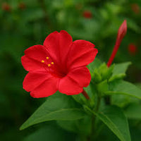 Red Mirabilis Flower seeds for Planting Compact Growth Heirloom & GMO Free Seeds for Home Garden