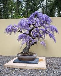 Violet Simsii Bonsai Flower seeds for Planting Garden Favorite Heirloom & GMO Free Seeds for Home Garden