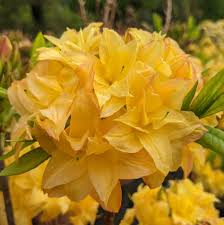 Dark Yellow Azalea Flower seeds for Planting Sun Loving Heirloom & GMO Free Seeds for Home Garden