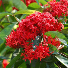 Red Ixora Flower seeds for Planting - Hardy Variety, Heirloom & GMO Free Seeds for Home Garden
 
 Sale