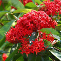 Red Ixora Flower seeds for Planting - Hardy Variety, Heirloom & GMO Free Seeds for Home Garden
 
 Sale