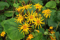 Ligularia Flower Planting Seeds for Vibrant Garden Blooms