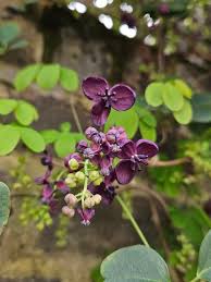 Akebia Flower Seeds, Ideal for Your Garden Planting