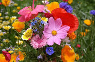 Yellow Pink Mini Violet Flower Seeds for Planting Wildflower Mix Heirloom & GMO Free Seeds for Home Garden
 
 Sale