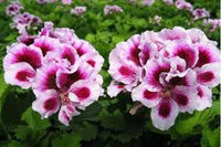 White Purple Pelargonium Flower Seeds for Planting Easy to Grow Heirloom & GMO Free Seeds for Home Garden
 
 Sale