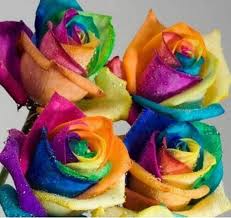 Blue MultiColor Rose Flower Seeds for Planting Cut Flower Favorite Heirloom & GMO Free Seeds for Home Garden
 
 Sale