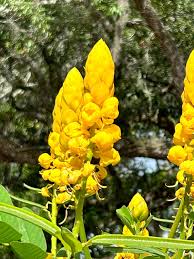 Yellow Candlestick Flower seeds for Planting - Pollinator Friendly, Heirloom & GMO Free Seeds for Home Garden