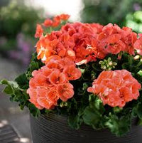 Salmon Pelargonium Peltatum Flower Seeds for Planting Wildflower Mix Heirloom & GMO Free Seeds for Home Garden
 
 Sale