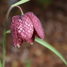 Pink Fritillaria Flower seeds for Planting - Shade Tolerant, Heirloom & GMO Free Seeds for Home Garden